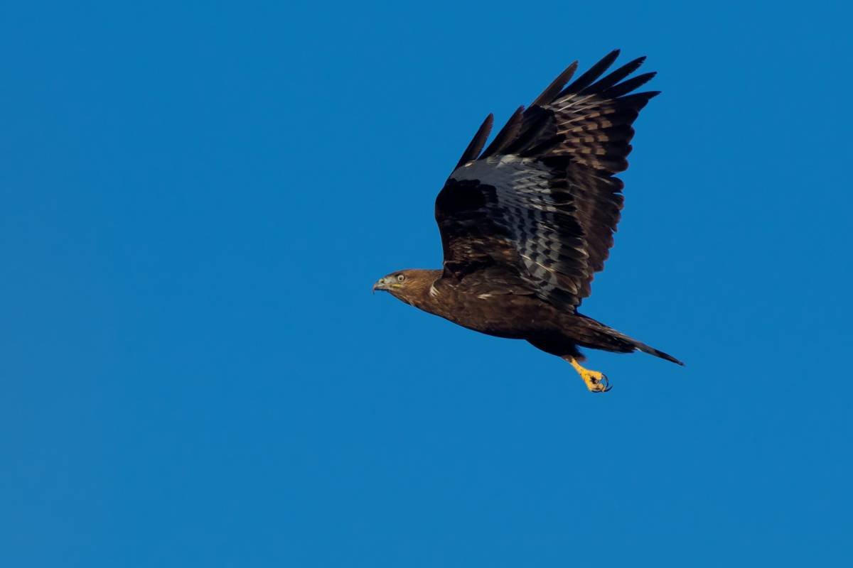 Птицы Кыргызстана курганник