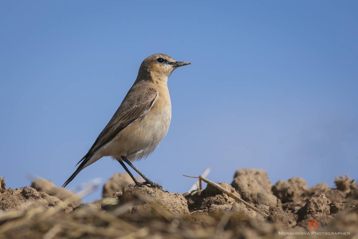 Орнитофауна Кыргызстане
