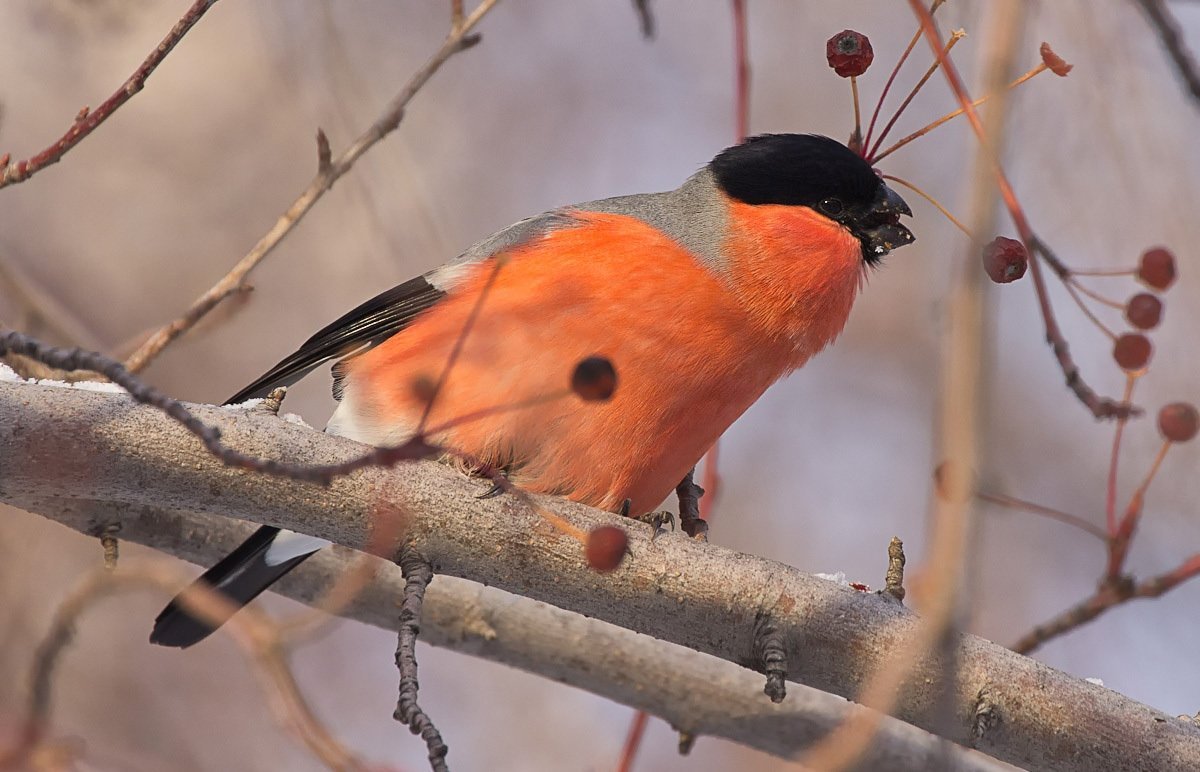 Птицы красной книги Москвы
