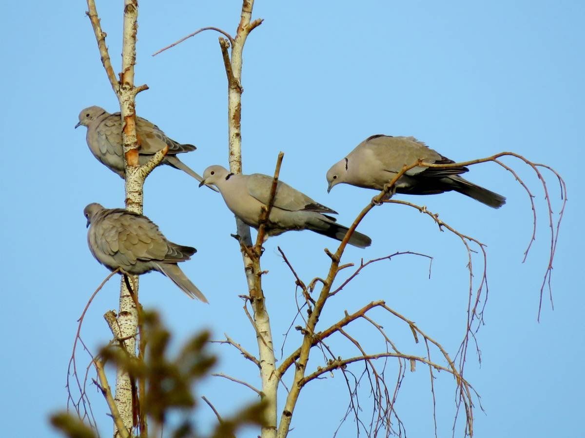 Дикие птицы Кыргызстана