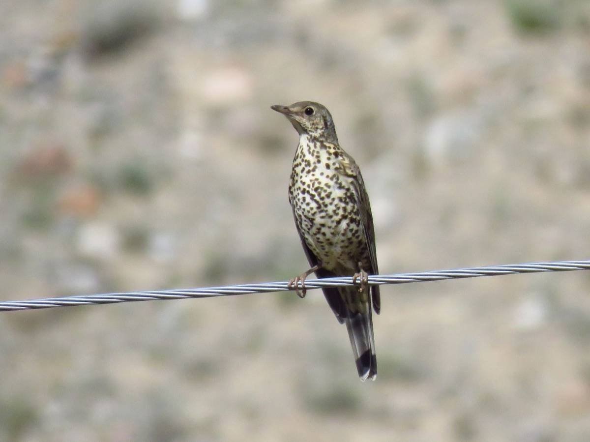 Птицы Кыргызстана