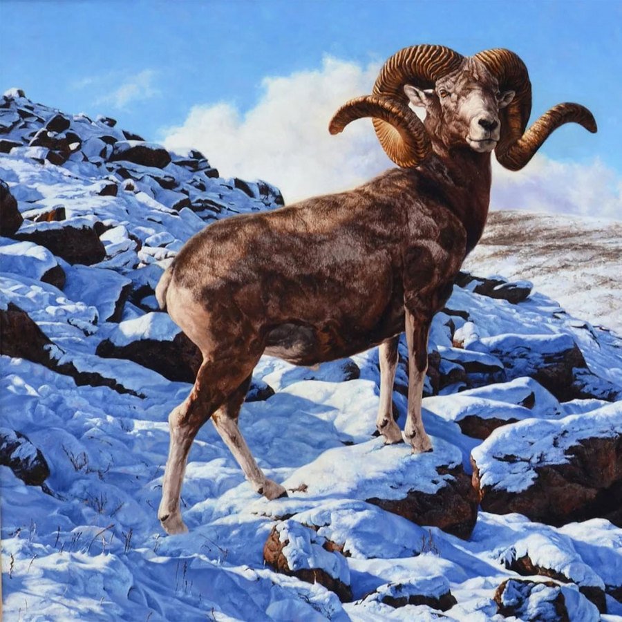 Алтайский горный баран аргали