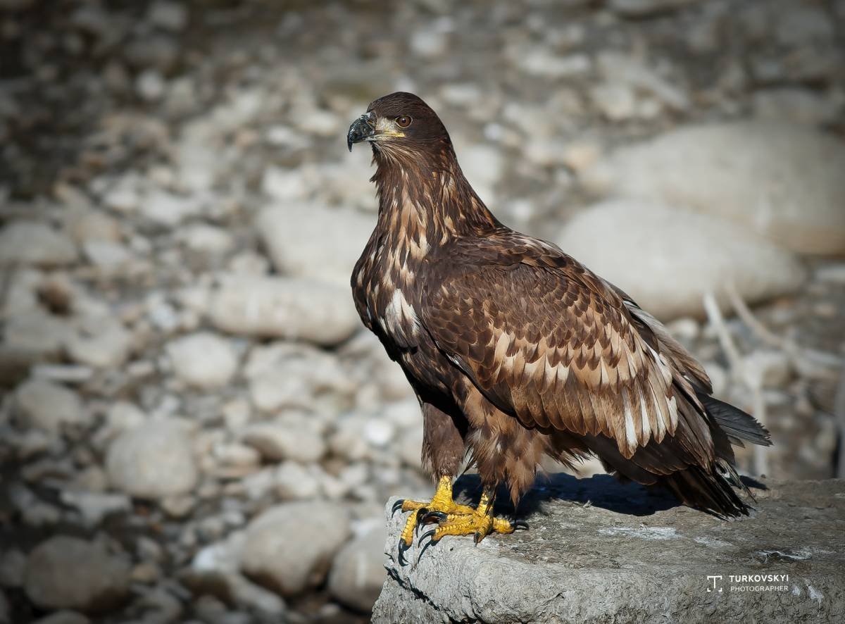 Кыргызстан Беркут балобан