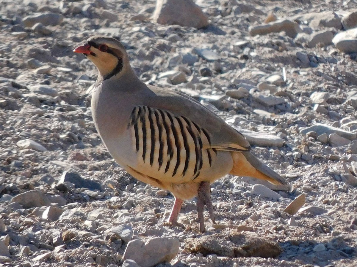 Кекилик чымчык эти