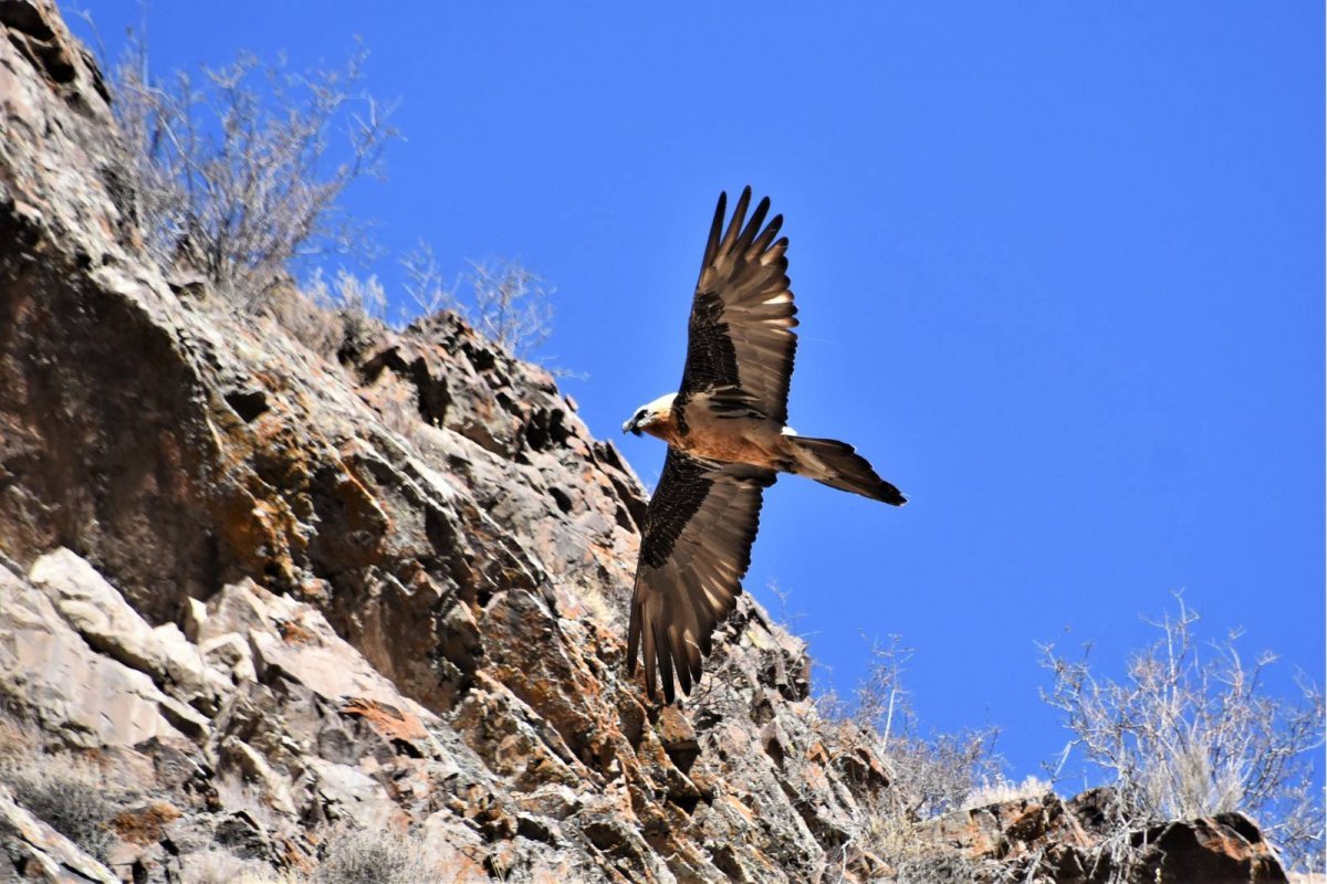 Дикие птицы Кыргызстана