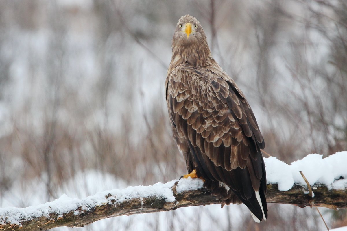 Сойка garrulus glandarius
