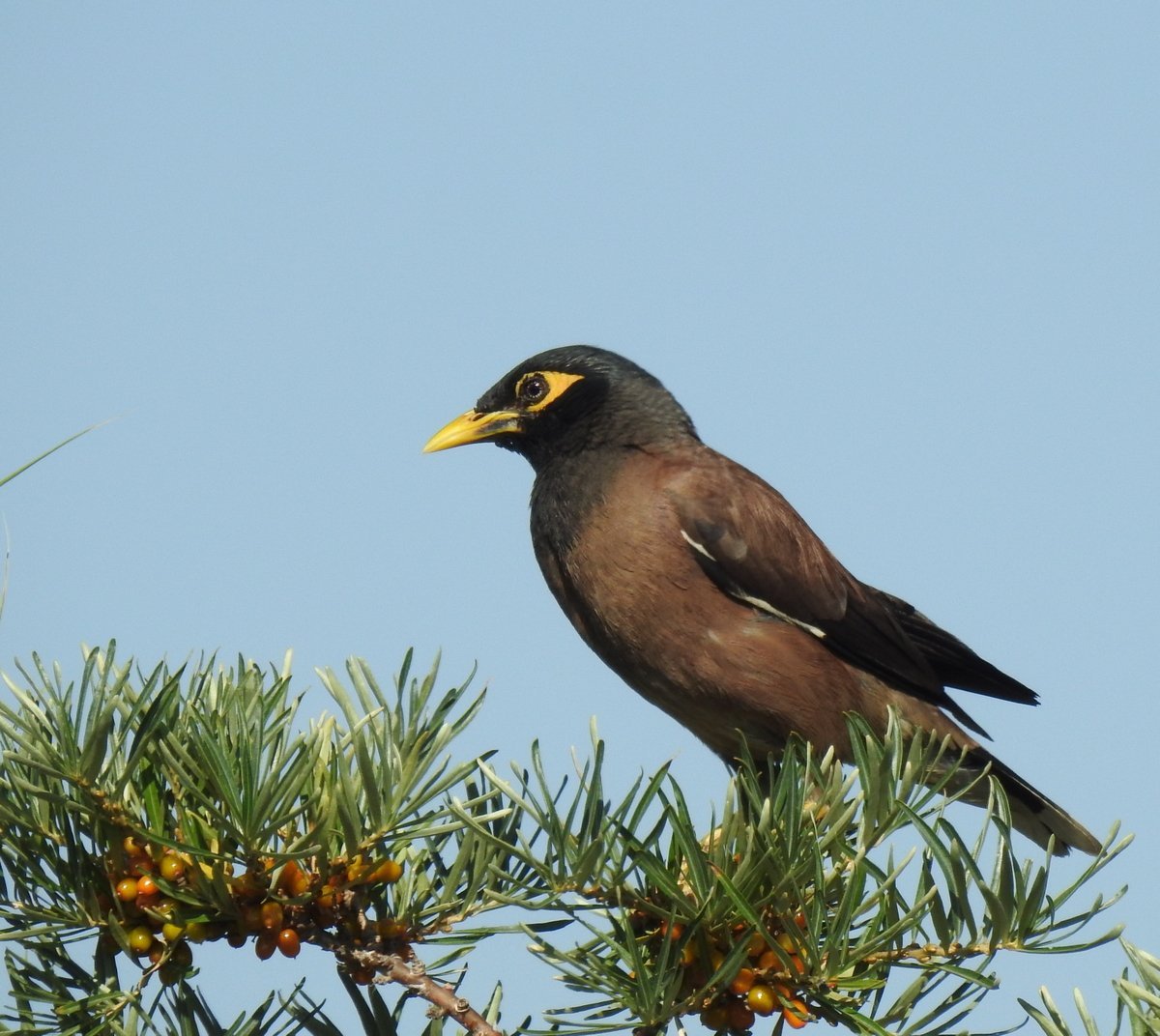 Майна (Acridotheres tristis)