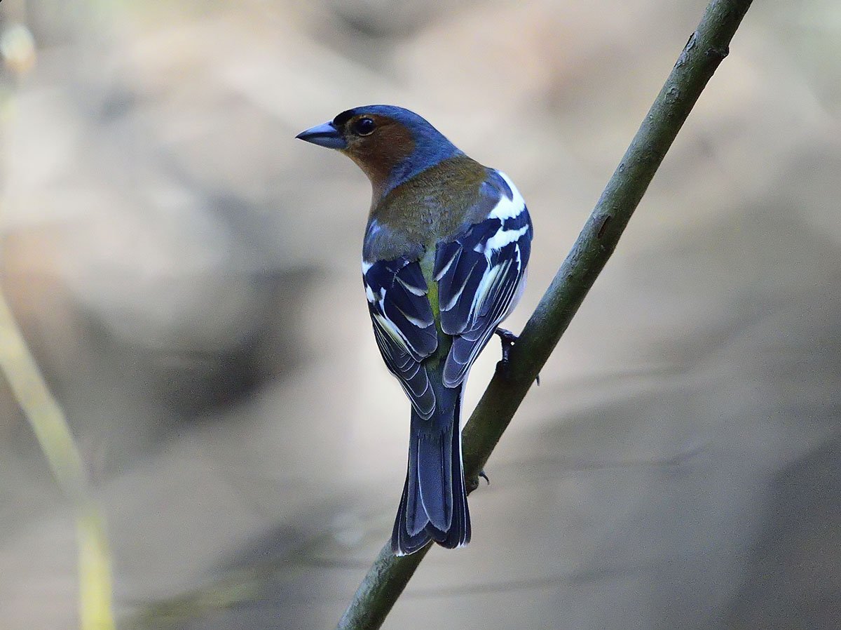Хищные птицы Южного Урала