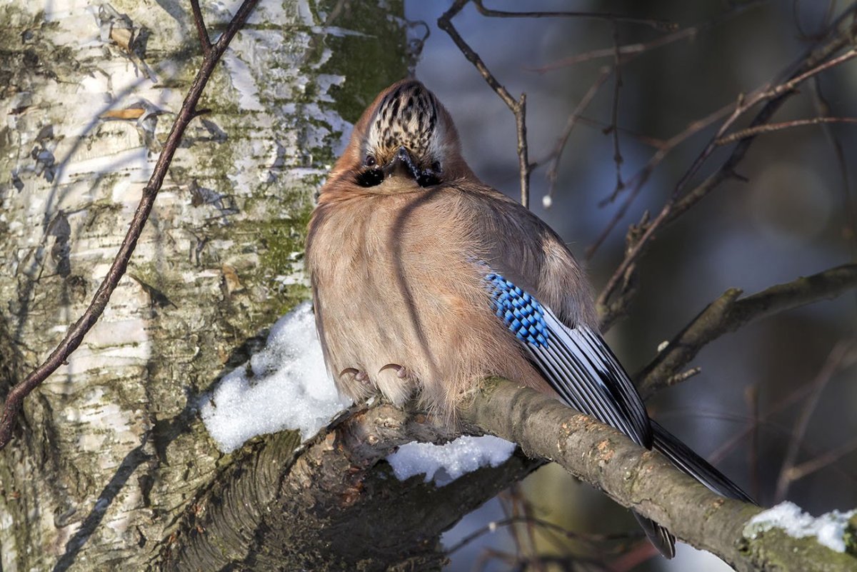 Орлан-белохвост Haliaeetus albicilla (Linnaeus, 1758)
