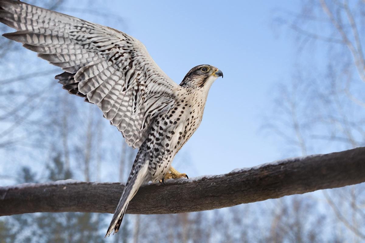 Красноголовый Снегирь