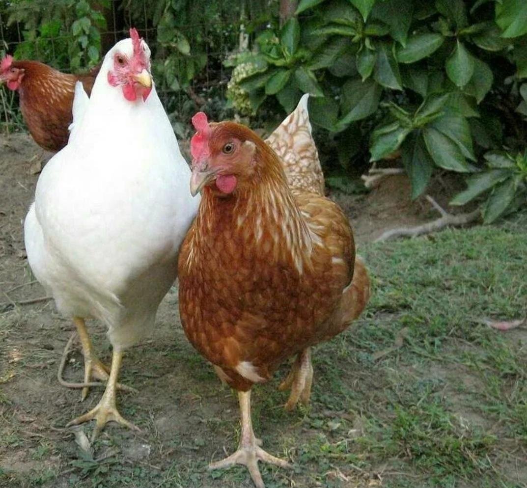 Куры и петухи Ломан Браун