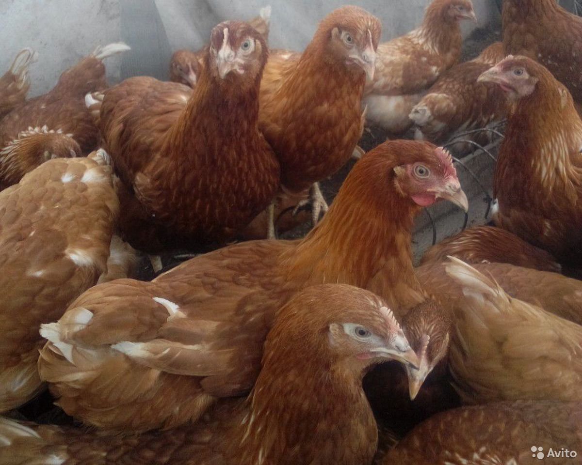 Кросс Хайсекс Браун