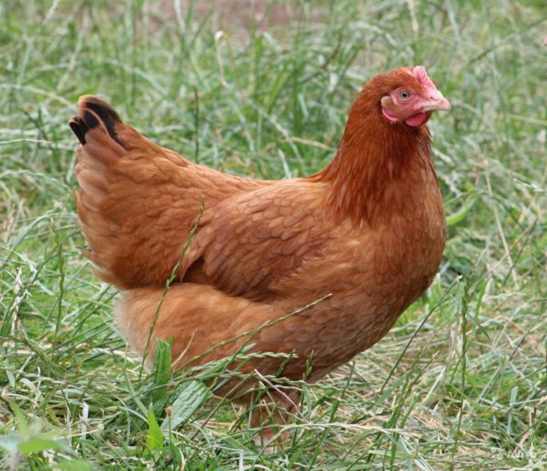 Куры несушки рыжие