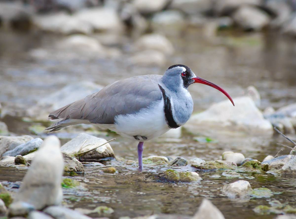 Ibidorhyncha struthersii