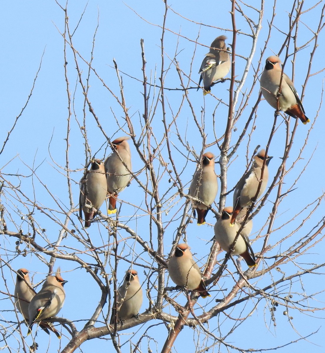 Птицы Бишкека