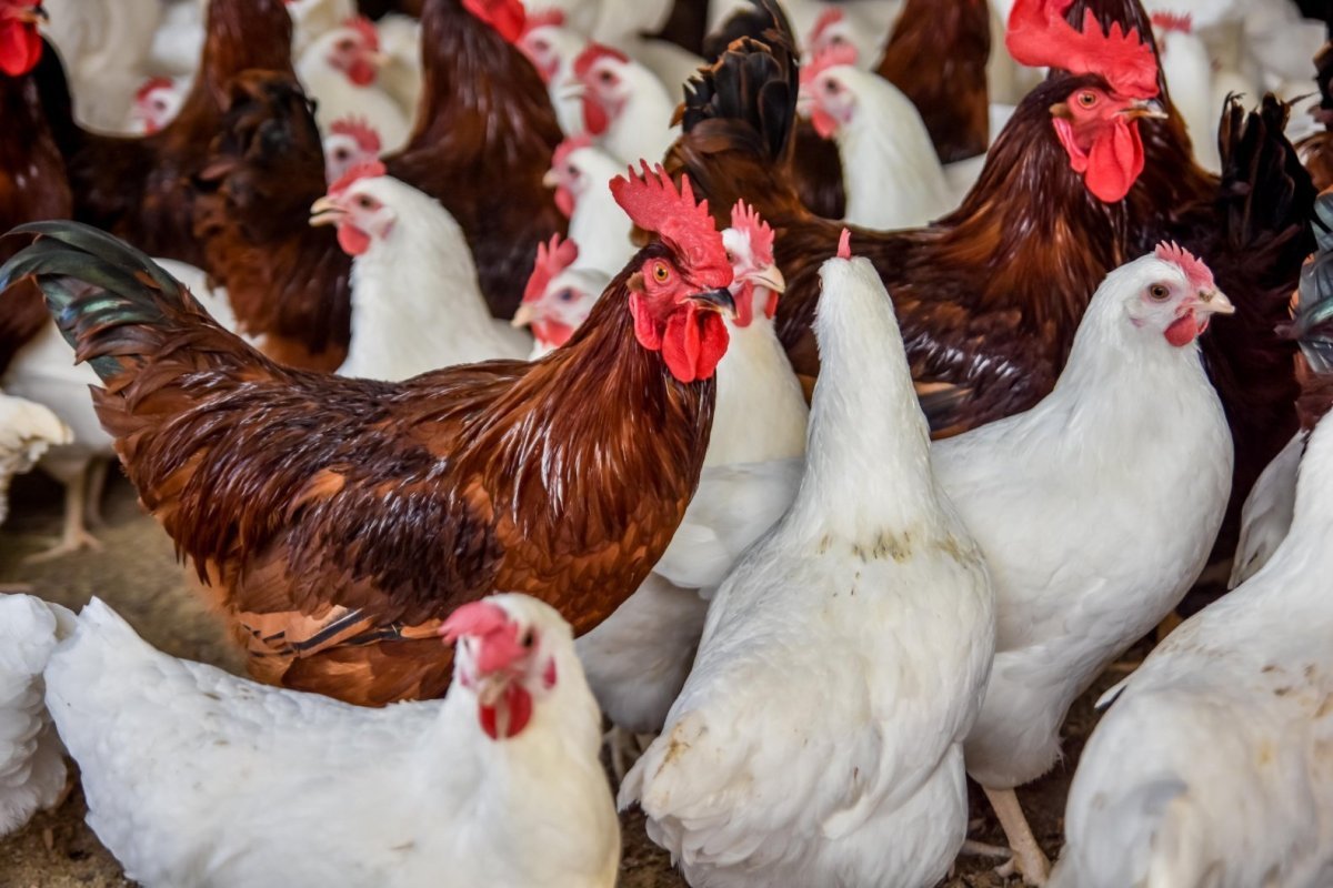 Петушки Хайсекс Браун