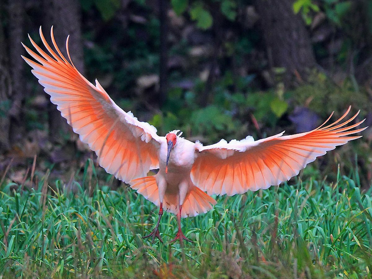 Красноногий Ибис Китай