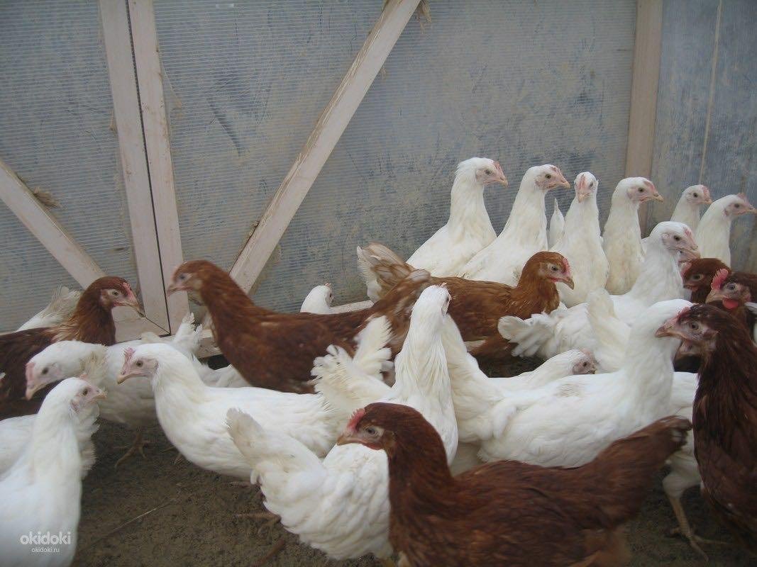 Род-Айленд порода кур