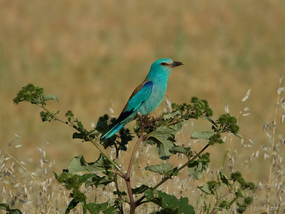 Сизоворонка обыкновенная в Кыргызстане