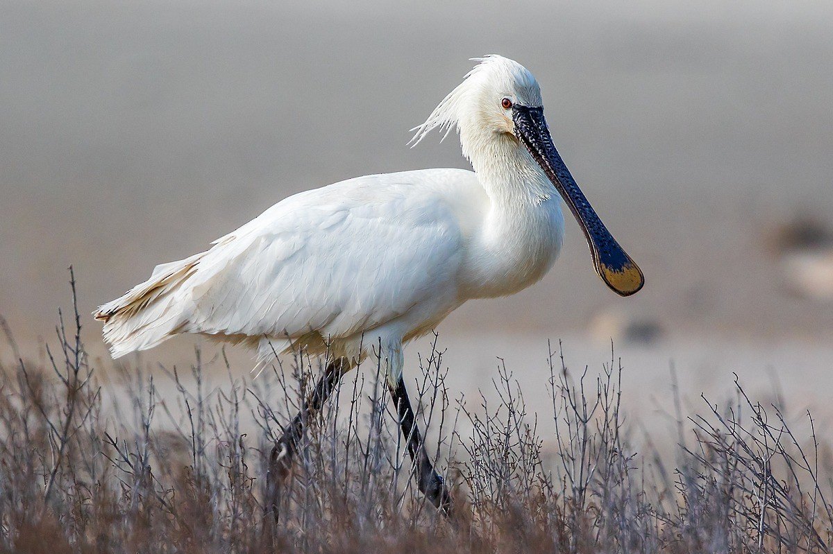 Обыкновенная колпица