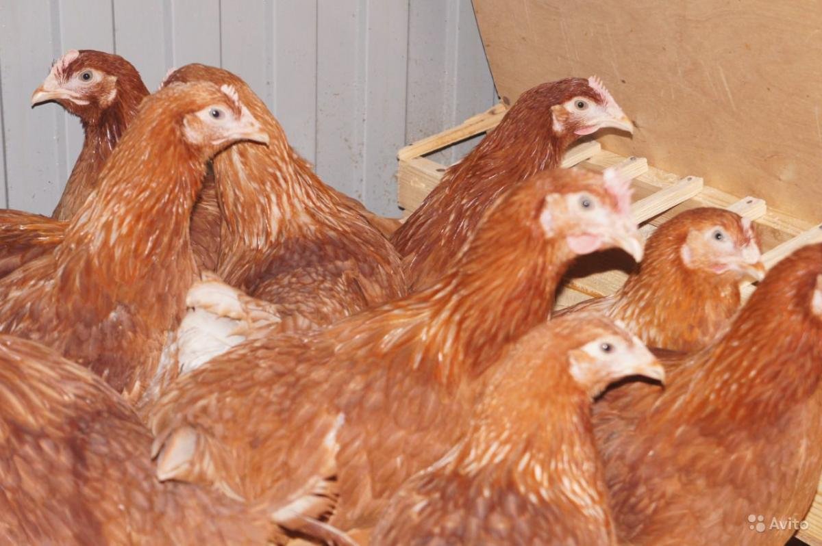 Ломан Браун, Хайсекс Браун, родонит