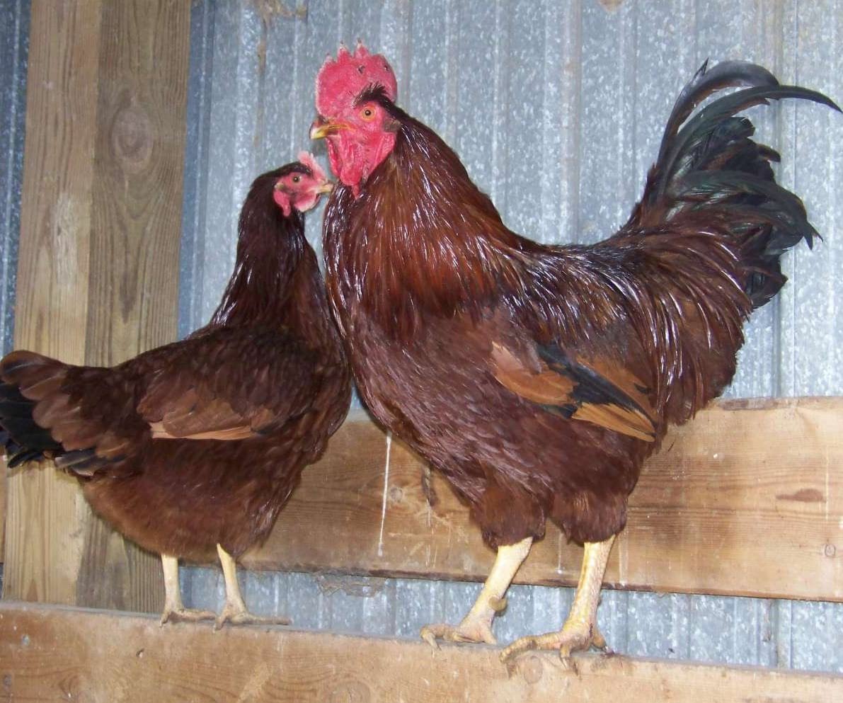 Хайсекс Браун и Брама