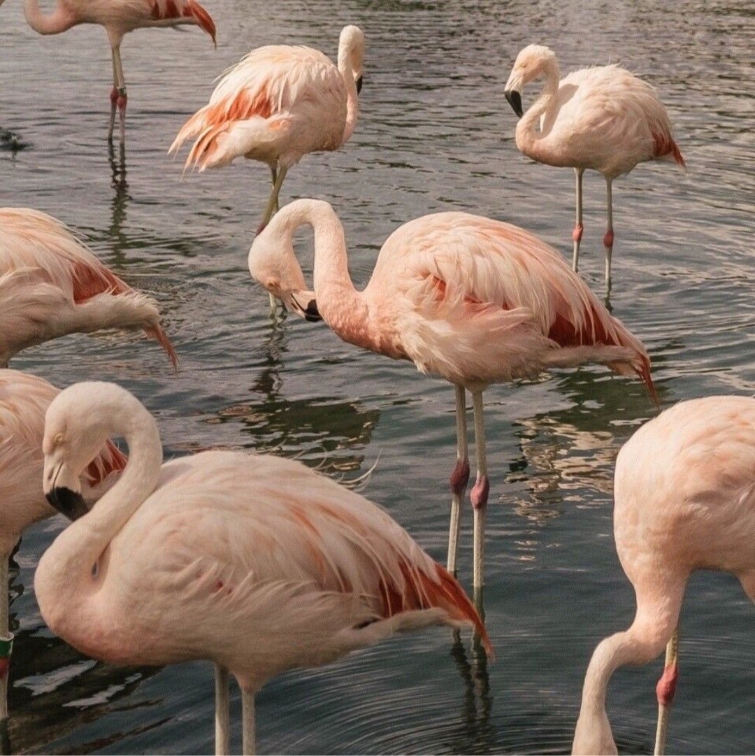 Фламинго ЭСТЕТИКАЭСТЕТИКА