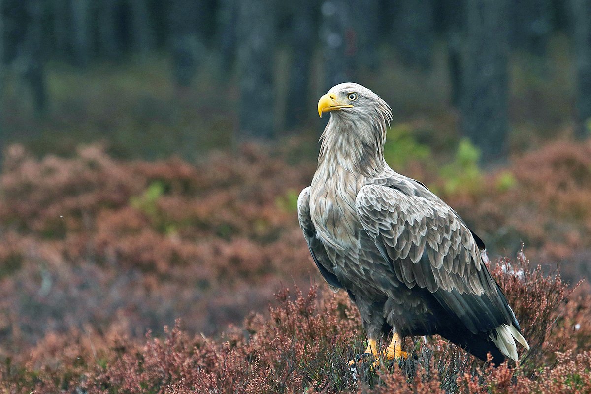 White-tailed Eagle