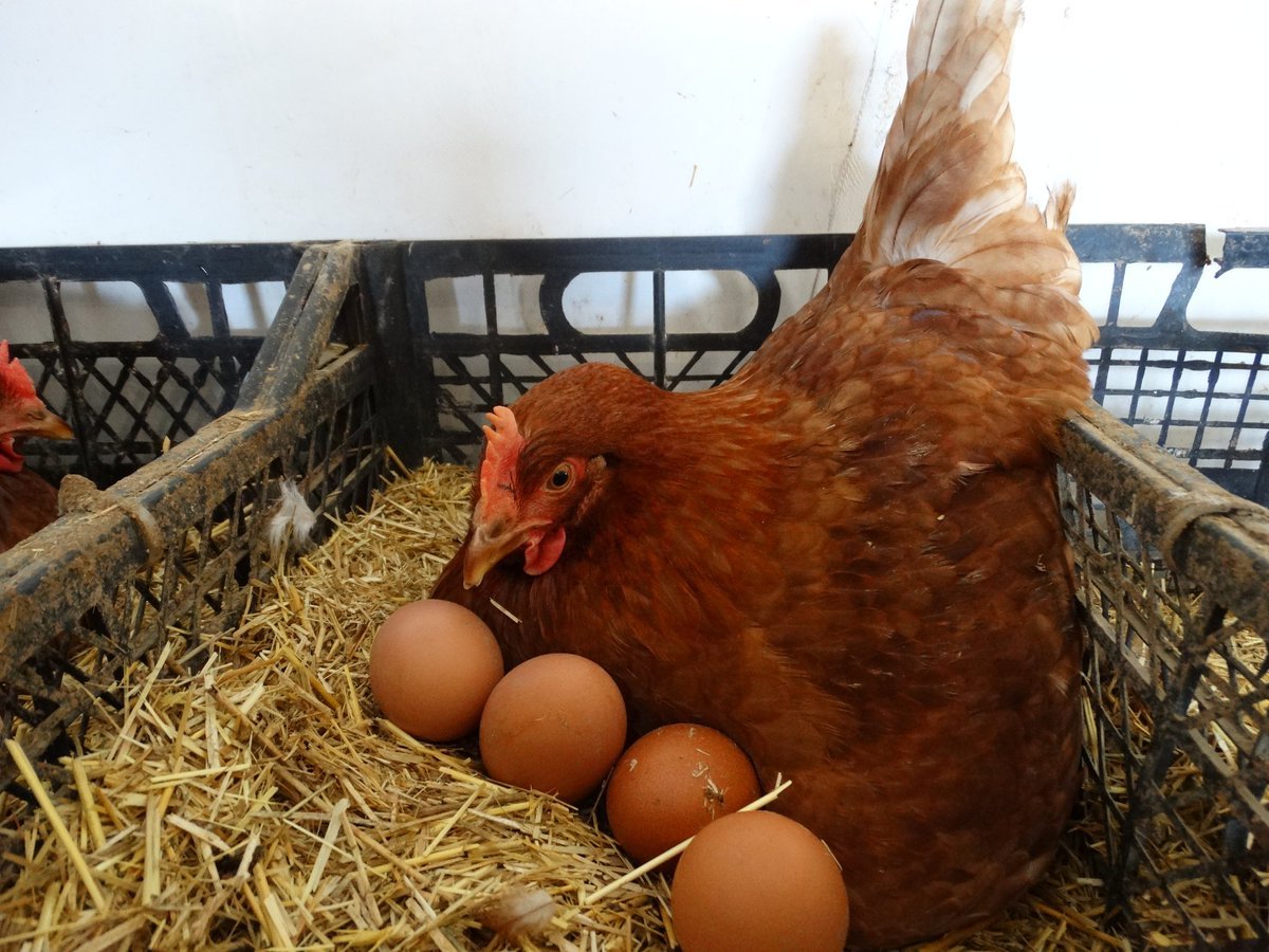 Хайсекс Уайт Браун