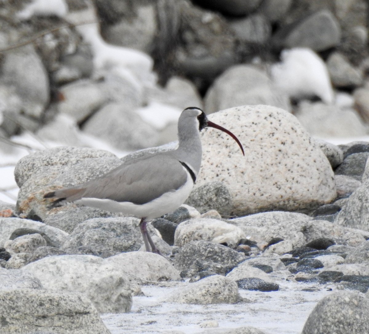 Ibidorhyncha struthersii