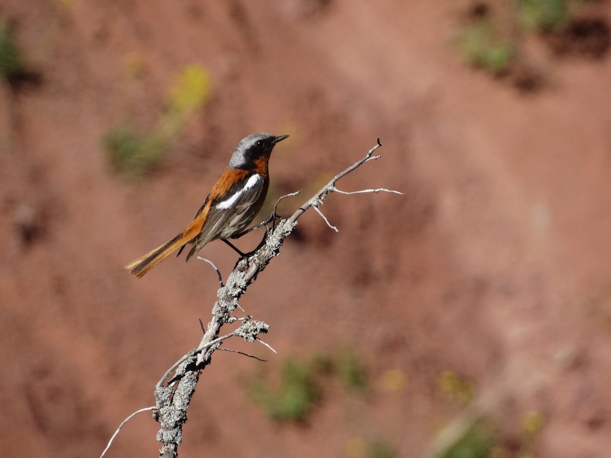 Птицы Киргизии