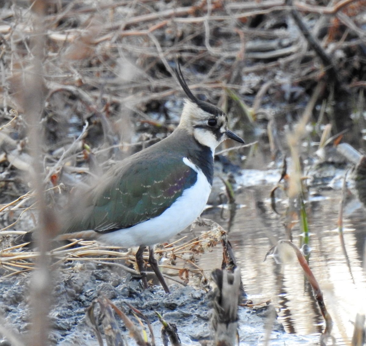Основные городские птицы Киргизии