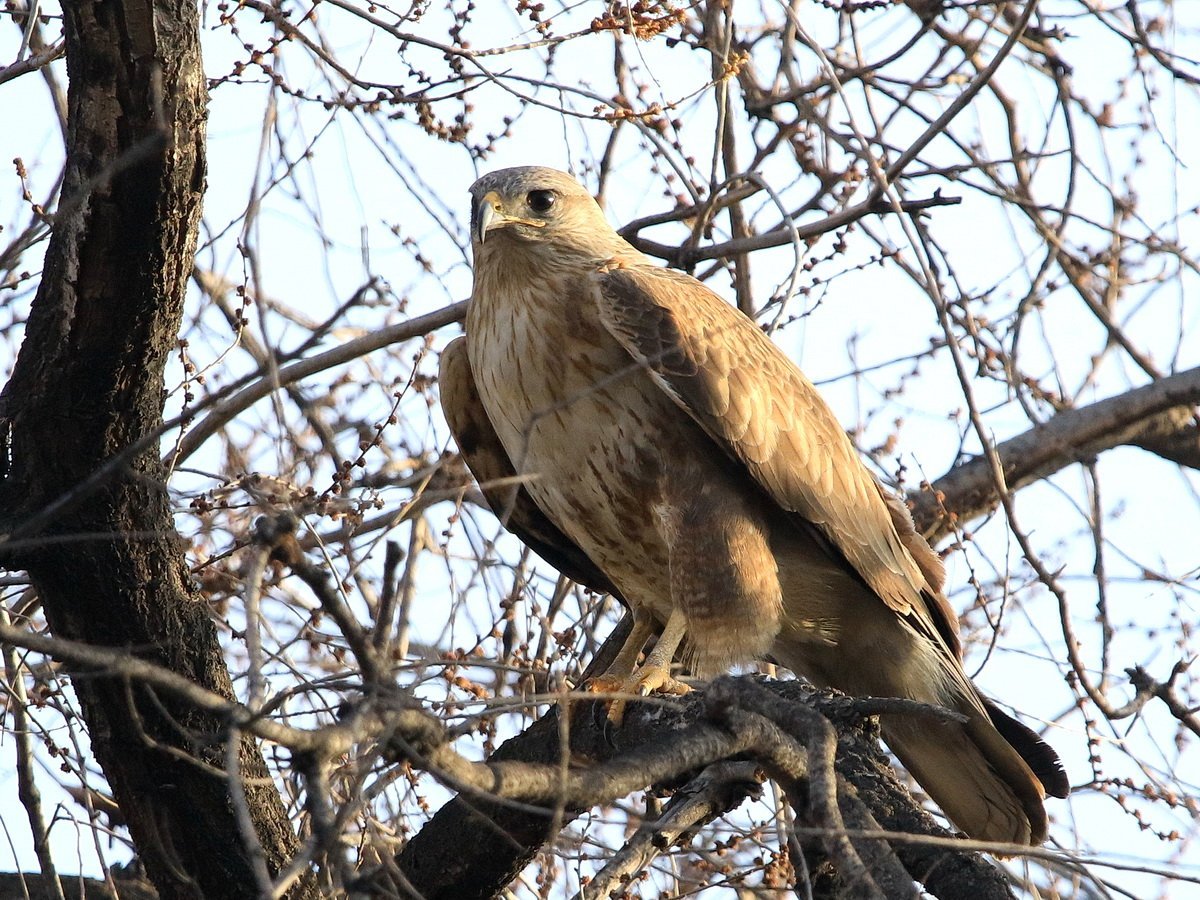 Хищные птицы Кыргызстана