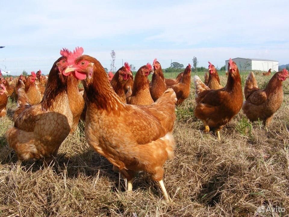 Куры порода Ломан боаун