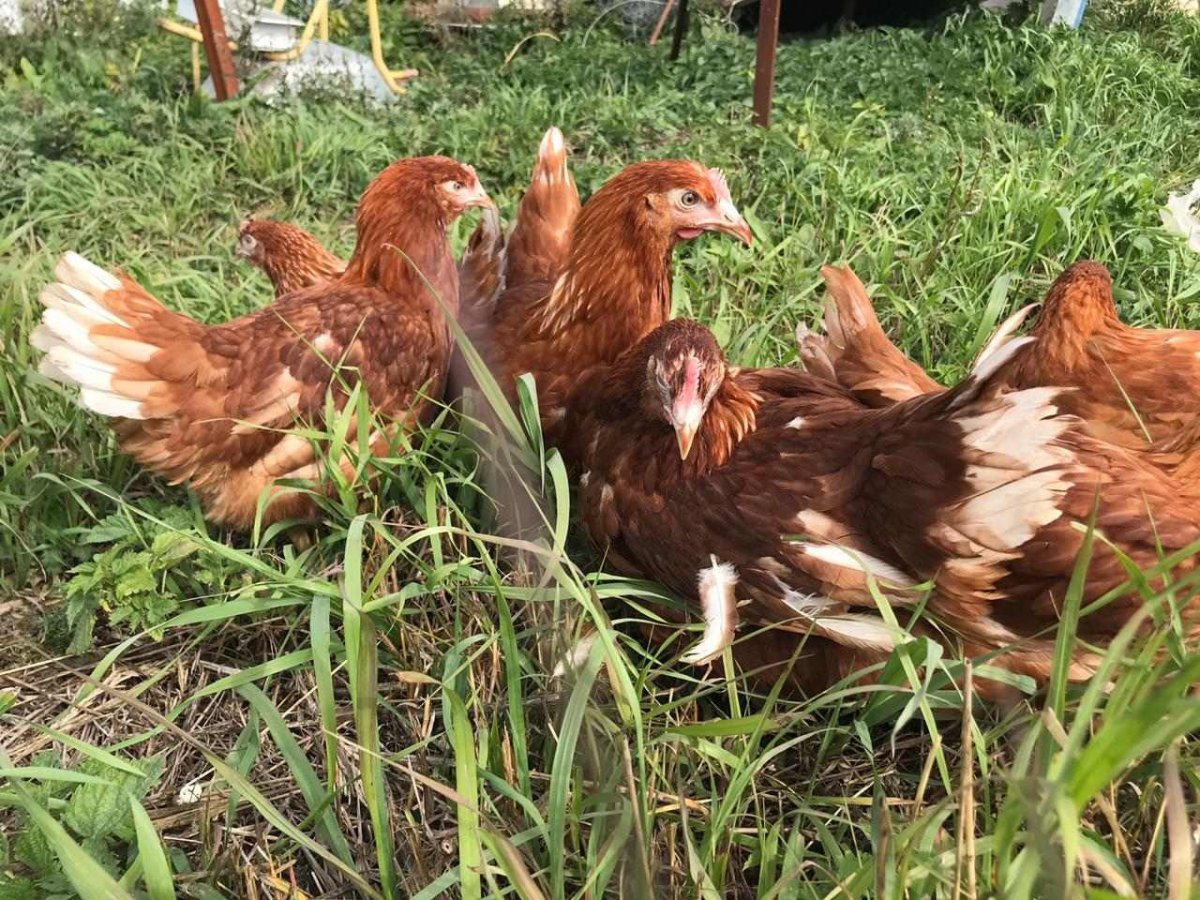 Петух Хайсекс Браун