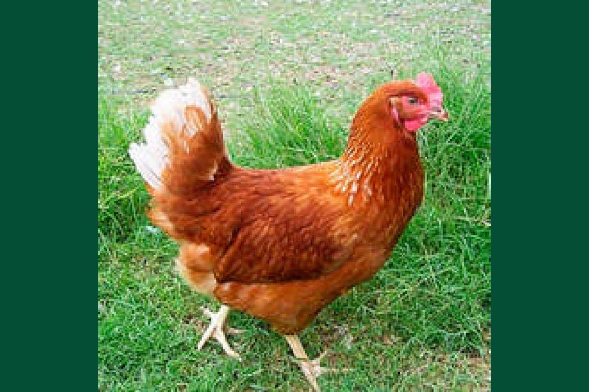 Куры Хайсекс Браун