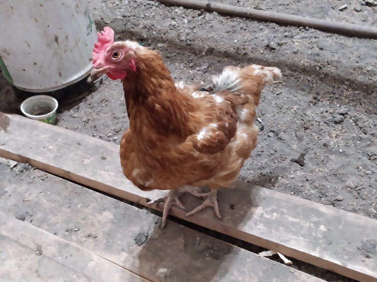 Несушка Хайсекс Браун