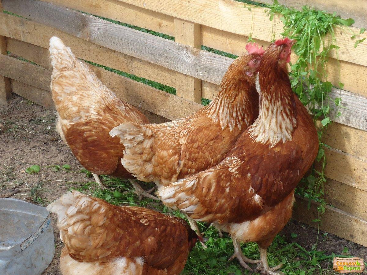 Куры породы Ломан Браун,Браун ник