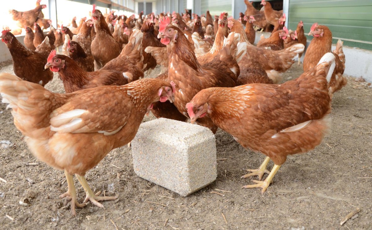 Редбро венгерский великан