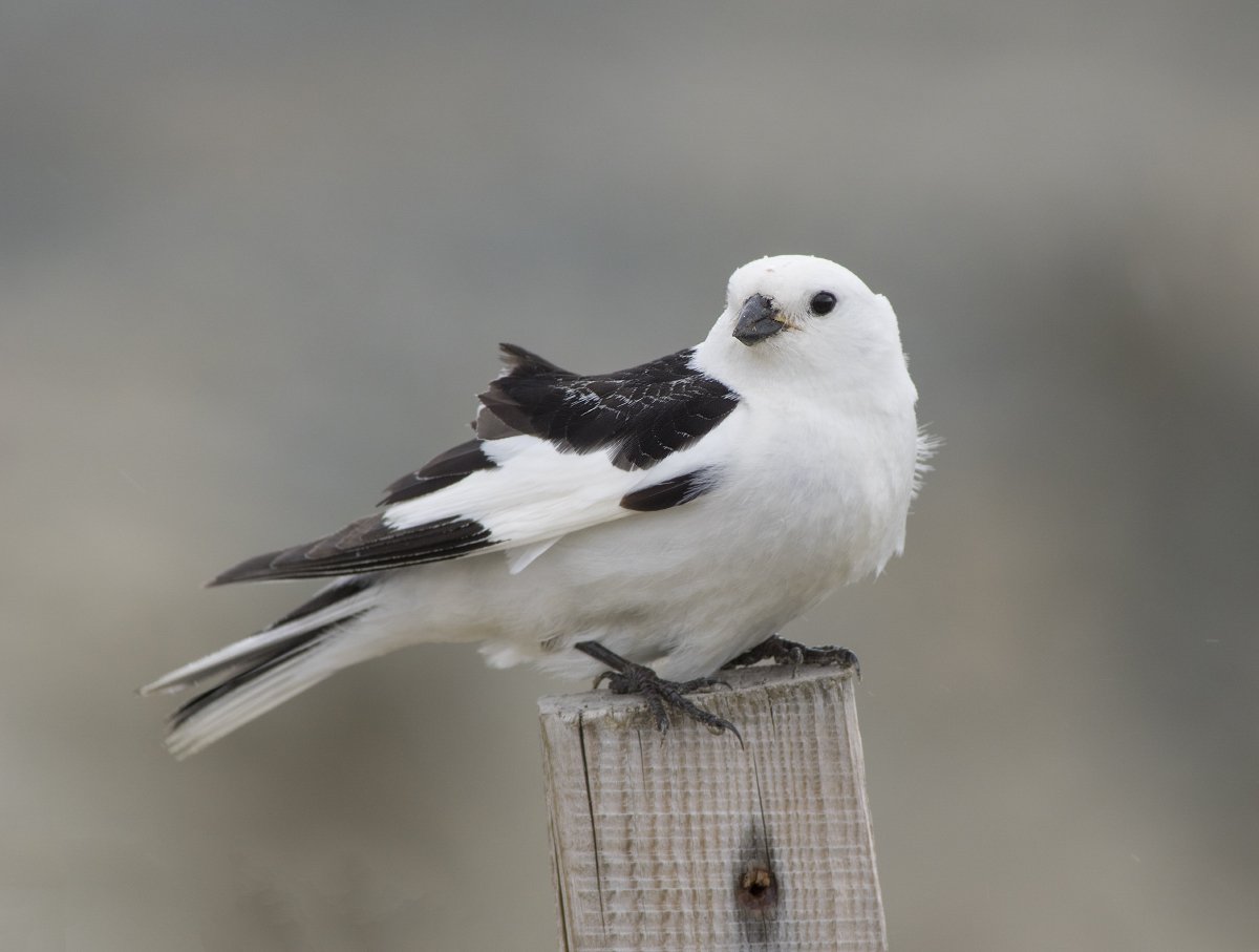 Plectrophenax nivalis