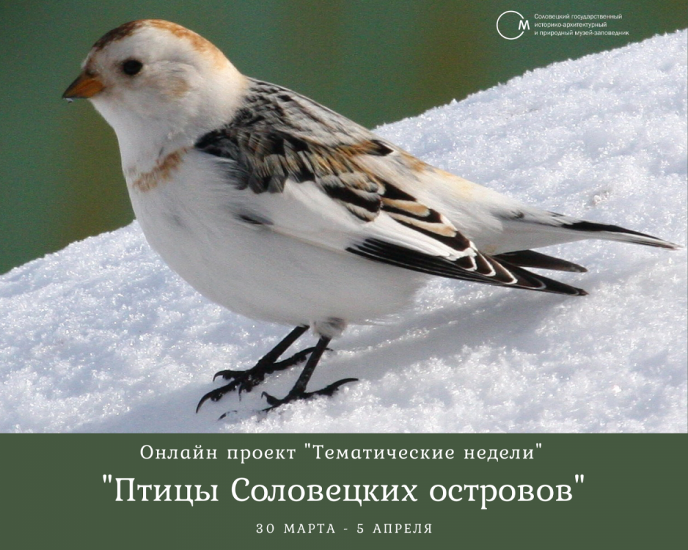 Тундровый Воробей