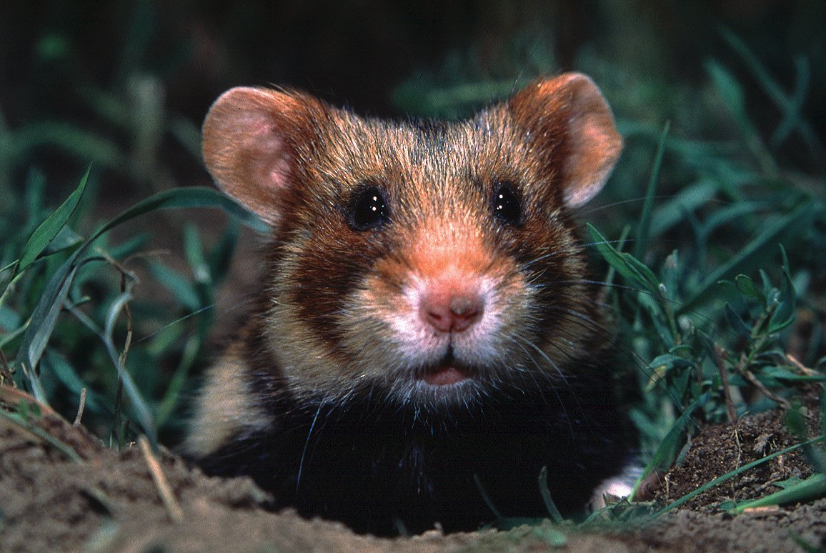 Дикий хомяк карбыш