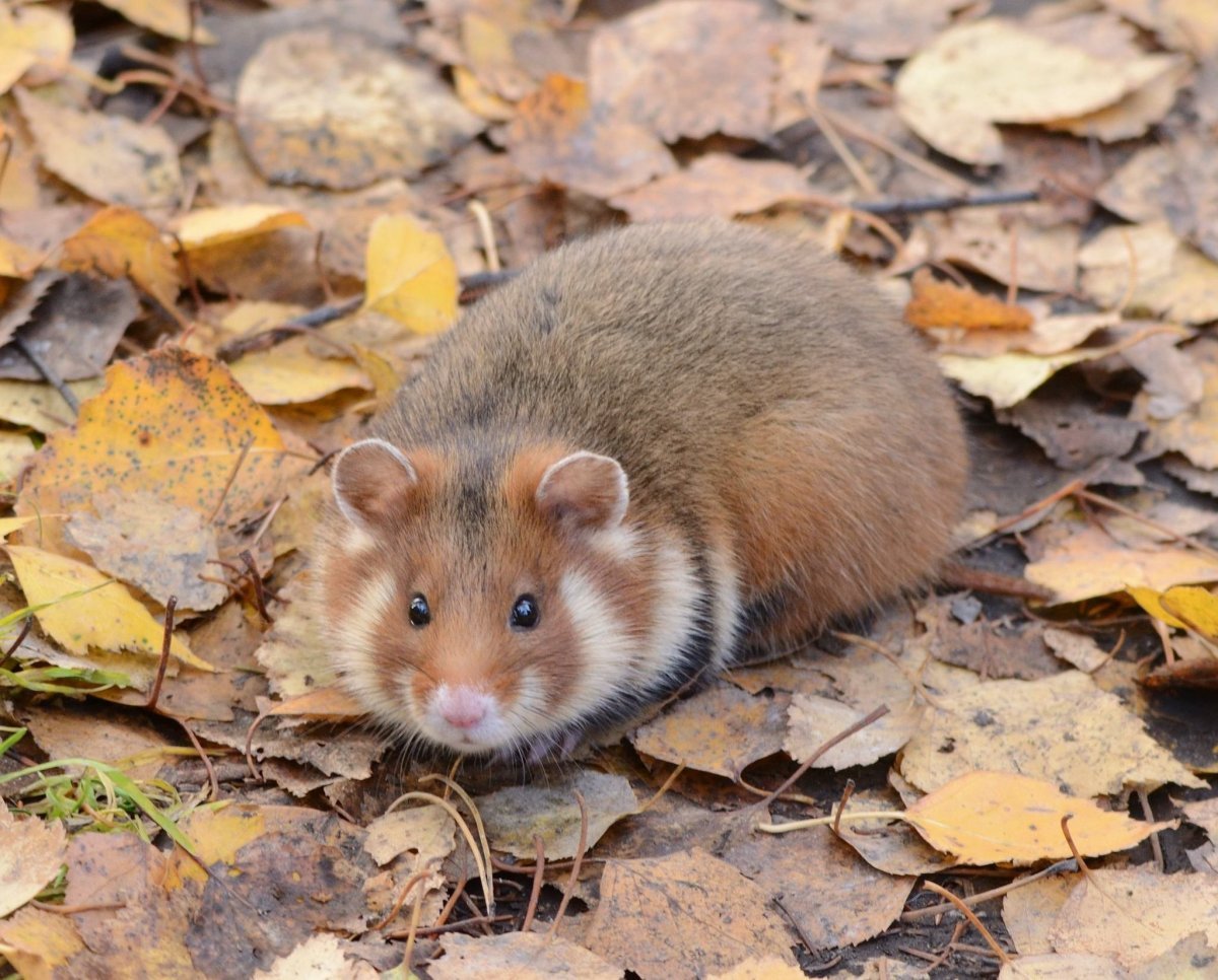 Черный хомяк карбыш