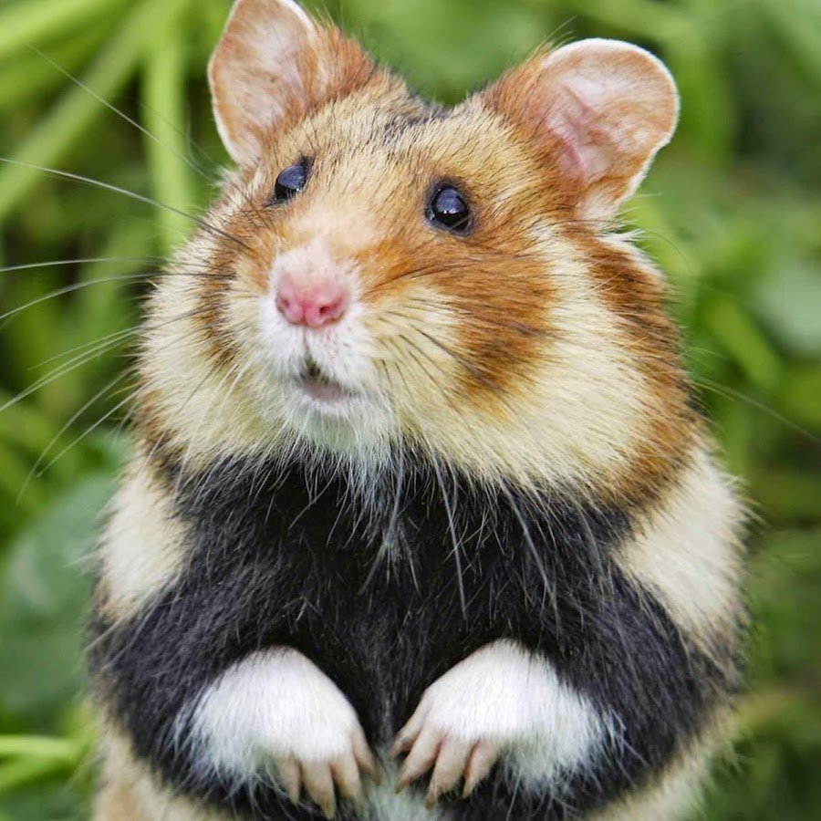 Дикий хомяк карбыш черный