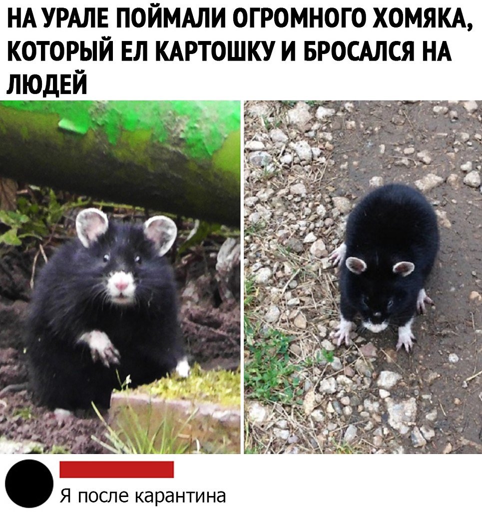 Дикие хомяки в Саратовской области