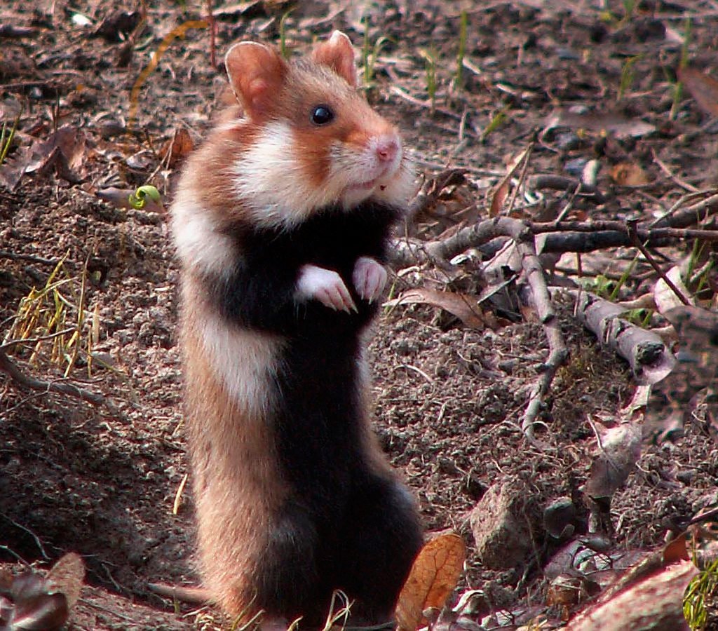 Карбыш черный