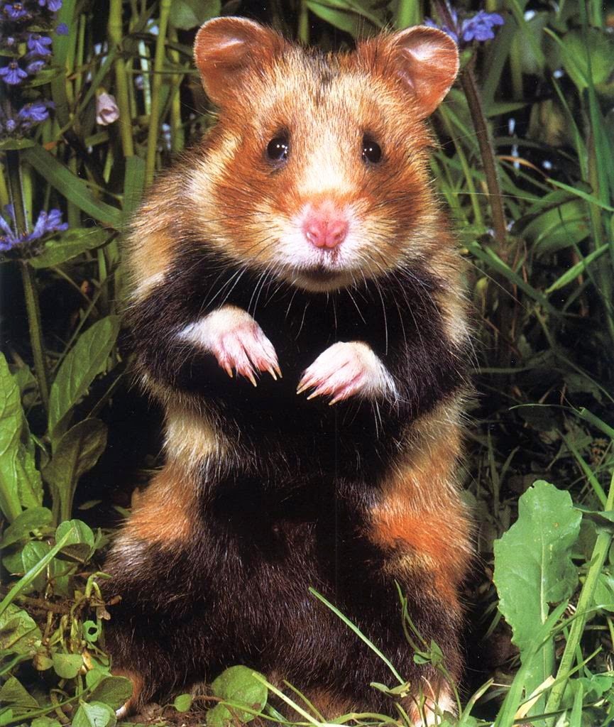 Обыкновенный хомяк Cricetus Cricetus