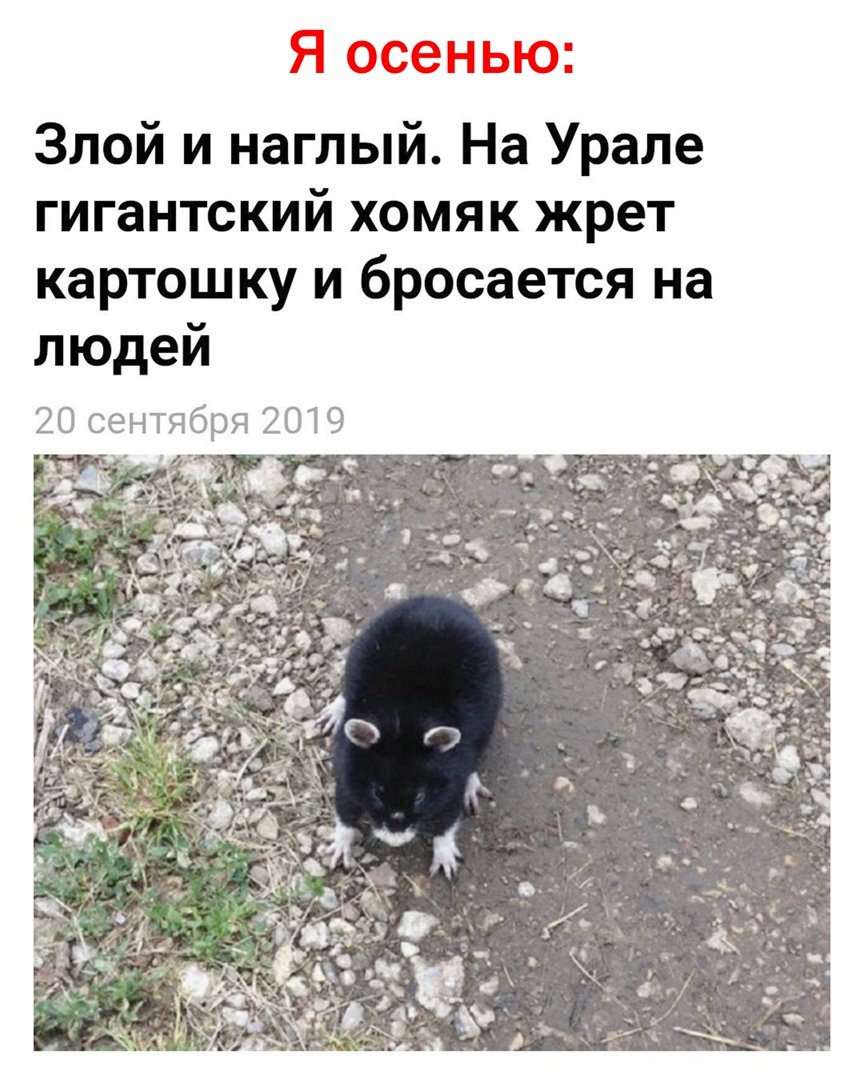 Дикий хомяк карбыш черный