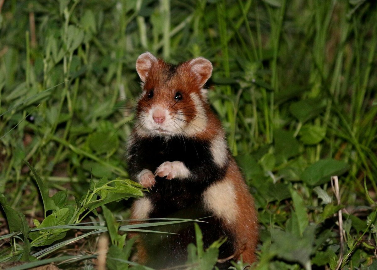 Огородный хомяк карбыш