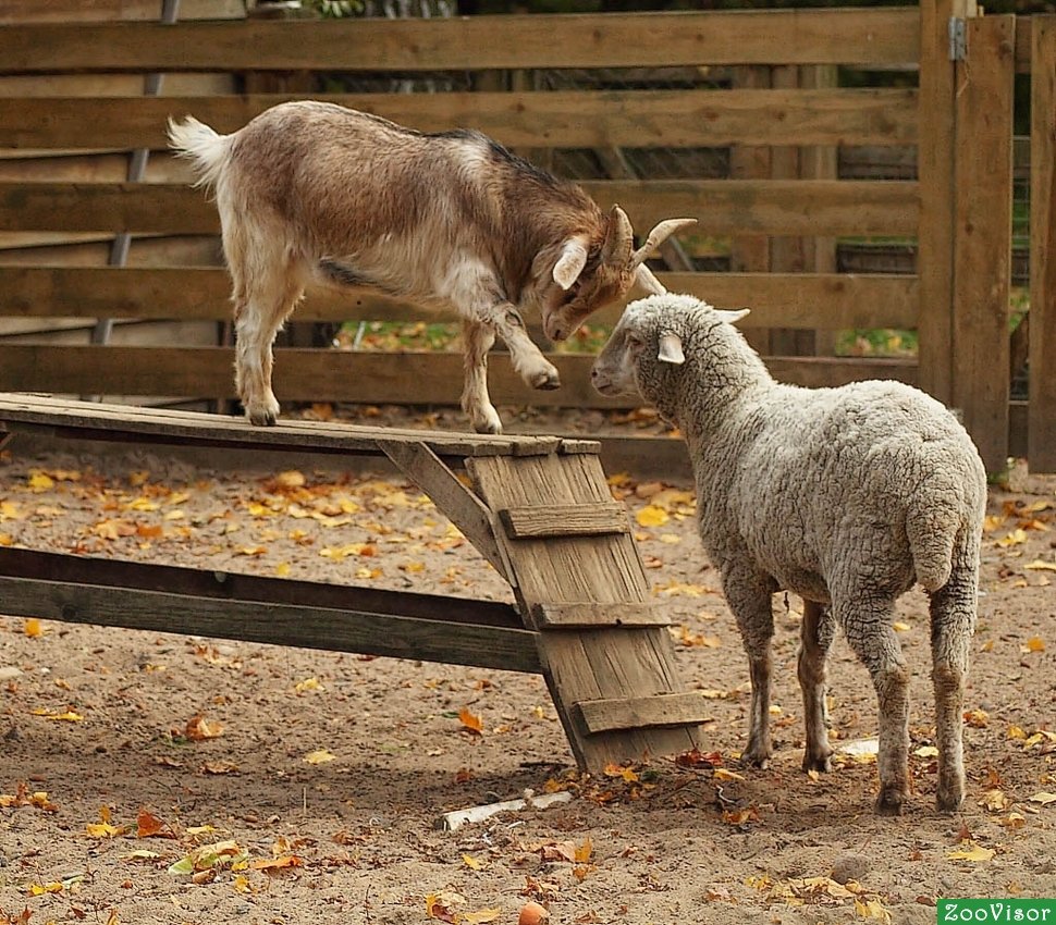 Овцы и козы